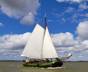 Albatros